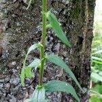 Campanula rapunculoides Lapas