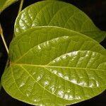 Cydista aequinoctialis Лист