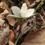 Trillium nivale ᱛᱟᱦᱮᱸ