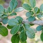 Pithecellobium diversifolium Leaf