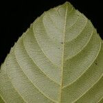 Pausandra trianae Meyve