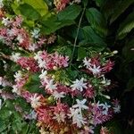 Combretum indicum 花