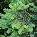 Picea morrisonicola পাতা