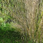 Phyllostachys aureosulcata Habitus