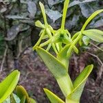 Epidendrum difforme Blomst