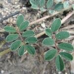 Indigofera miniata Fulla