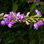 Macropsychanthus comosus Flower