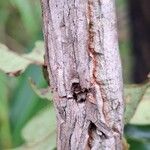 Psorospermum febrifugum Bark