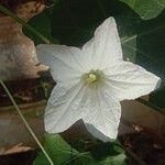 Coccinia grandis Flower