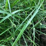 Cyperus hortensis 整株植物