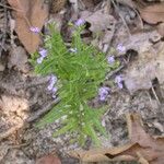 Trichostema setaceum