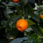 Citrus × microcarpa 果