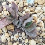 Gasteria pillansii Yaprak