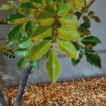 Fraxinus griffithii Leaf