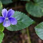 Viola anagae Flower