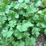 Malva parviflora Blatt