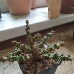 Euphorbia lenewtonii Bark