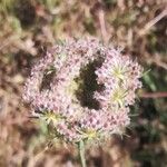 Daucus carotaFrucht