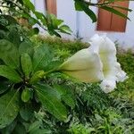 Solandra grandiflora Цвят