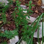 Cruciata glabra Hoja