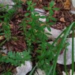 Cruciata glabra Blad