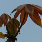 Sterculia foetida 叶