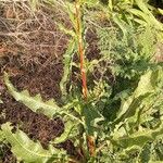 Rumex crispus Blatt