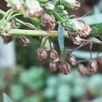 Artemisia dracunculus Vrucht