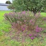 Symphyotrichum novae-angliae Habit