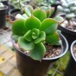 Aeonium haworthiiBlad