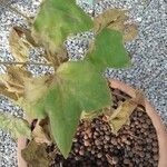 Gossypium herbaceum Likasa