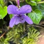 Viola reichenbachiana Flower