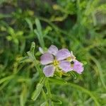 Cakile maritima Blüte