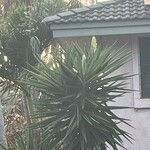 Yucca gigantea برگ