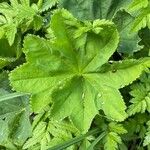 Alchemilla glabra Blad