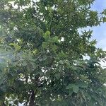 Quercus polymorpha Levél