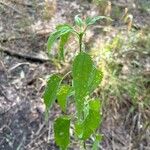 Eupatorium serotinum برگ