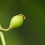 Celtis prantlii Fruto