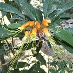 Castanospermum australe Floare