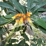 Castanospermum australe Flower