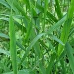 Leersia oryzoides Blad