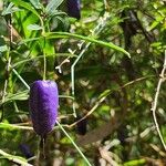 Billardiera longiflora Plod