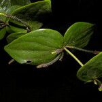 Oryctanthus cordifolius Hoja