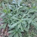 Erigeron floribundusBlatt