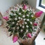 Mammillaria backebergiana 花