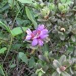 Rhododendron setosum Lehti