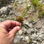 Cyperus polystachyos Flower