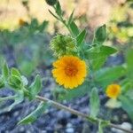 Calendula arvensisFlor