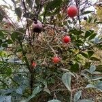 Nandina domestica Meyve