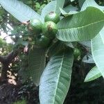 Psidium guajava Plod